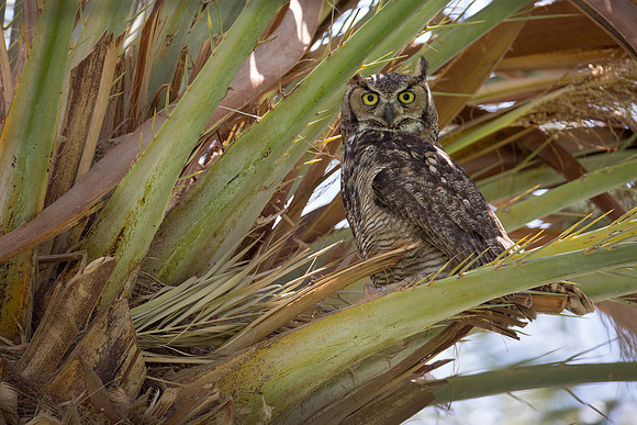 Great Horned Owl