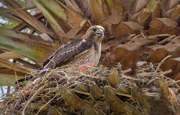 Red-tail Hawk
