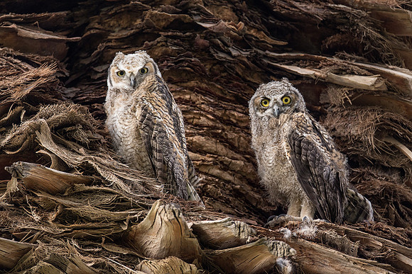 Great Horned Owlets