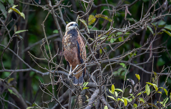 Black-collared Hawk