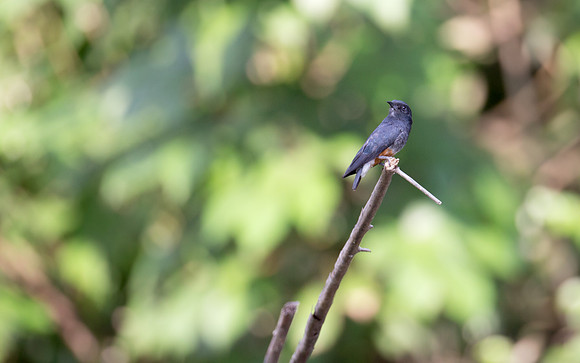 Swallow-winged Puffbird