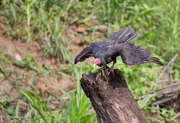 Turkey Vulture