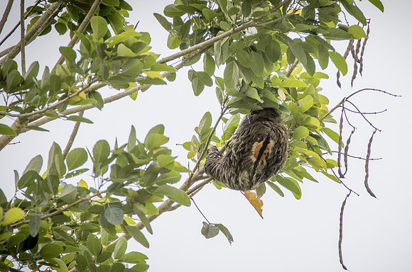 Three-toed Sloth