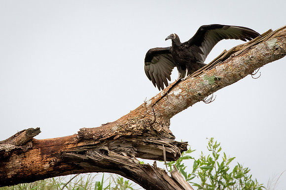 Turkey Vulture,immature