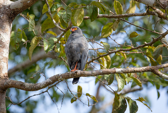 Slate-colored Hawk