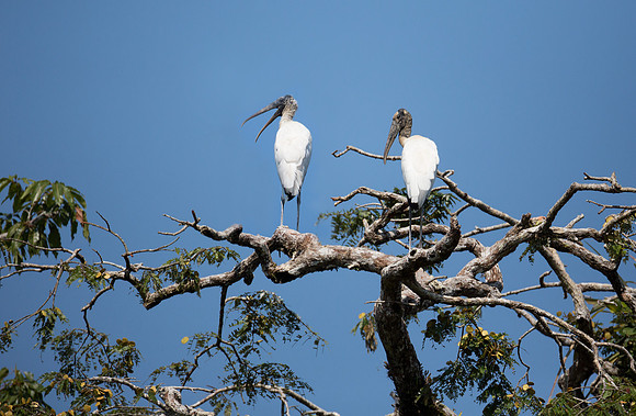 Wood Stork