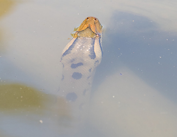 Anaconda