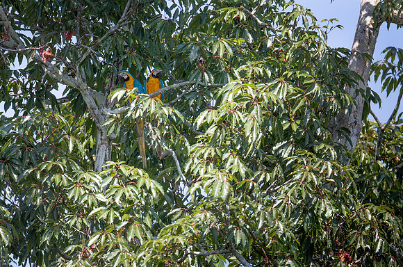 Blue and Yellow Macaw