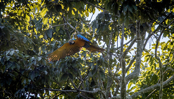 Blue and Yellow Macaw