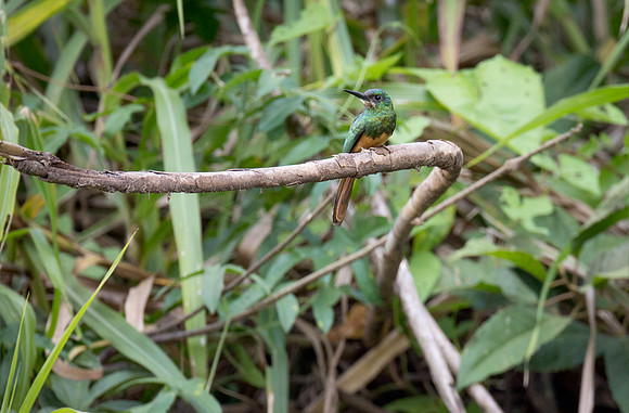 Bluish-fronted Jacamar