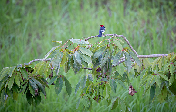 Red-capped Cardinal