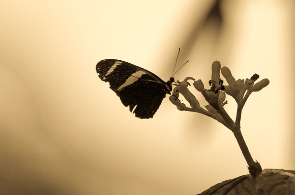 Large Glasswing