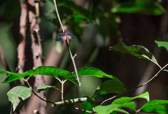 Scallop-tailed Dragonfly