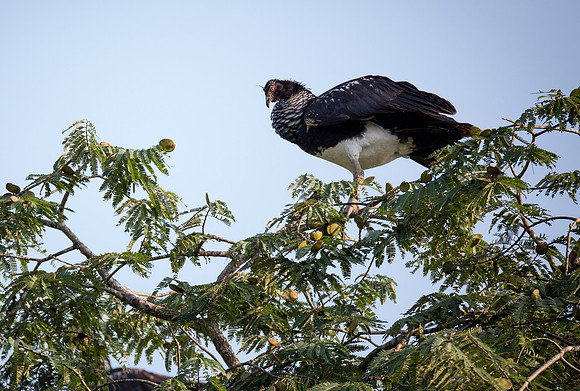 Horned Screamer