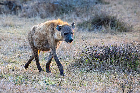Hyenas are always on the alert to the activities of cheetahs and leopards.  Very opportunistic!