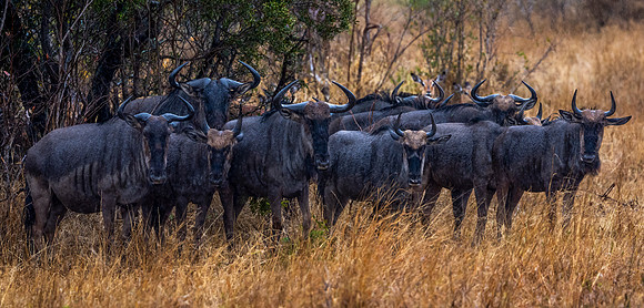 Wildebeest huddle in the rain