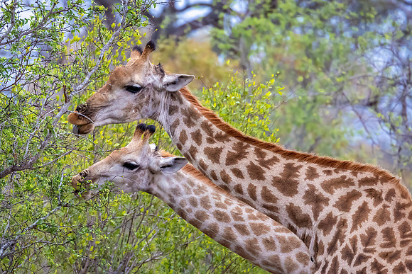 Giraffes tongues are an impressive 18 inches long