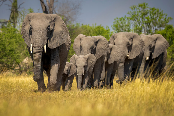 Elephants move with the herd with the smaller elephants protected
