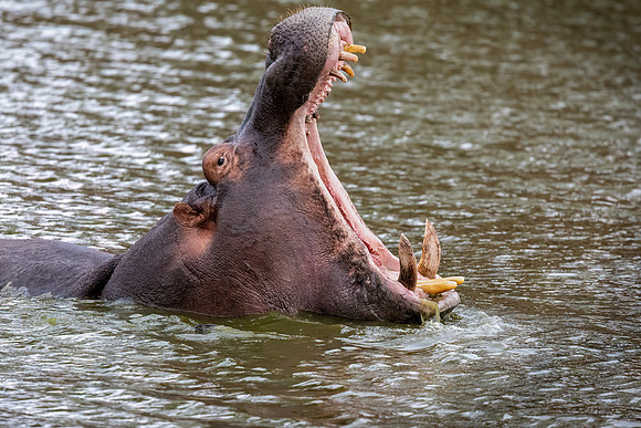 Hippos use this show of teeth to discourage intruders