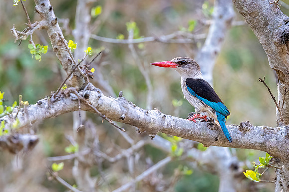 Woodland Kingfisher