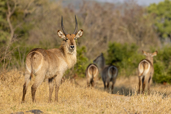 Waterbuck