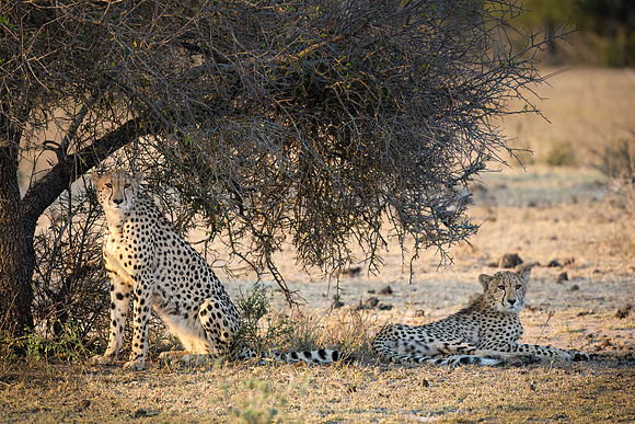 Cheetah and son