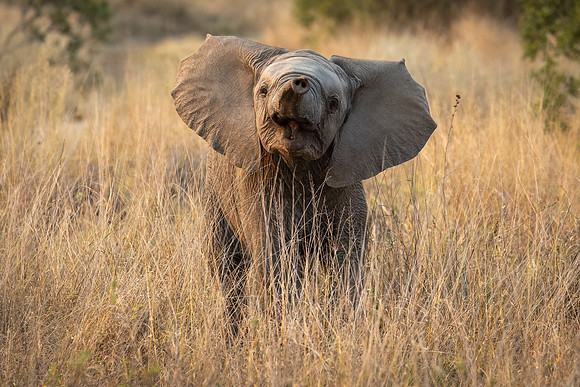 Young elephants learn to use their trunks.  SO confusing at first!
