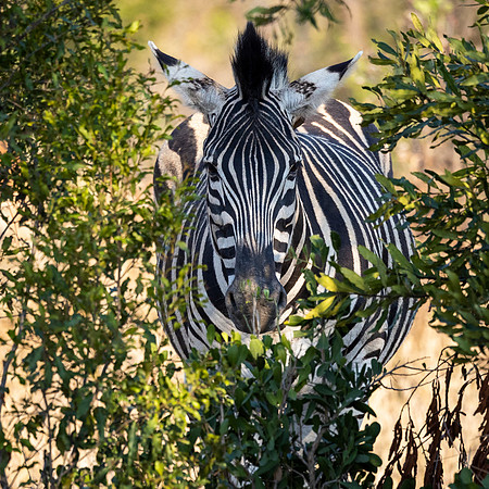 Zebra