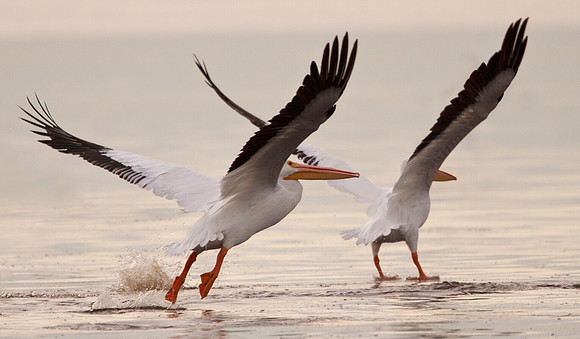American White Pelican
