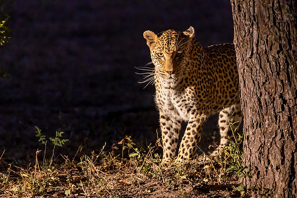 Leopards are nocturnal hunters