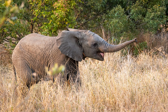 Baby elephants are always active and playful