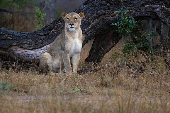 Orphaned at birth this lion does not display the usual scratches from rough play