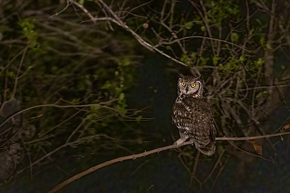Eagle Owl