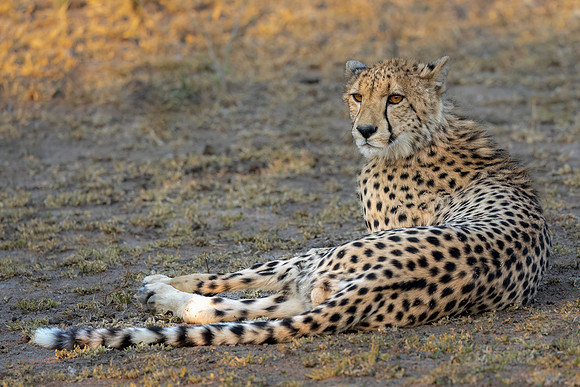 Young cheetahs must be taught to hunt.  If not they will starve.