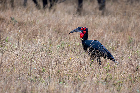 Ground Hornbill