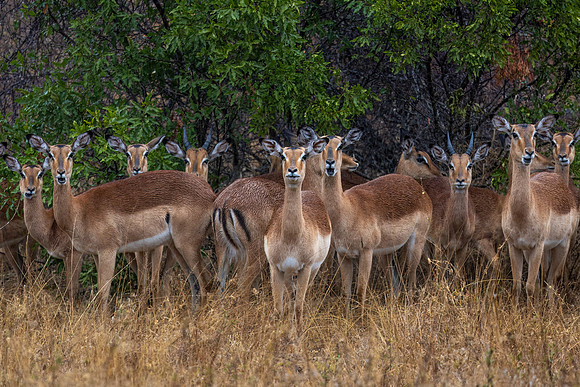 Impalas, at the bottom of the food chain, are always on alert