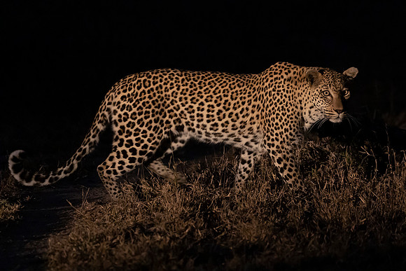 Leopards, unlike cheetahs, hunt instinctively from birth.