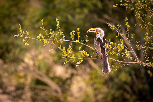 Yellow-billed Hornbill
