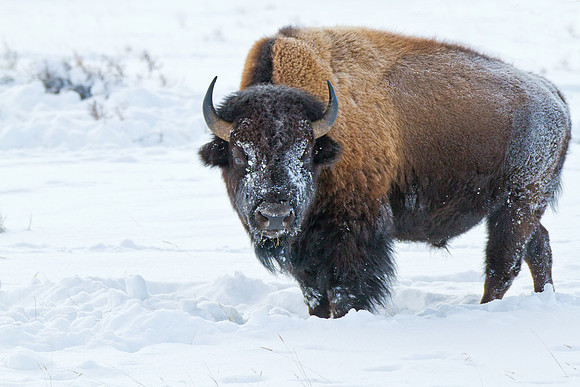 Bison