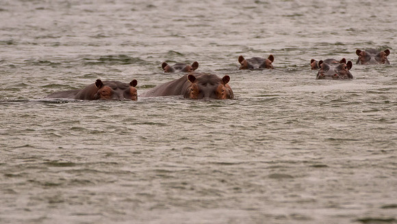 Hippos