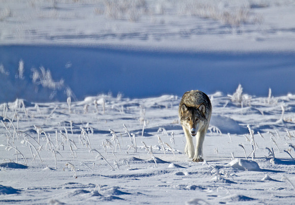Gray Wolf
