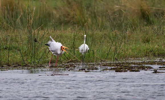 Yellow-billed Stork