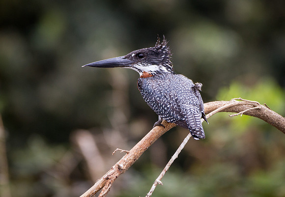Giant Kingfisher