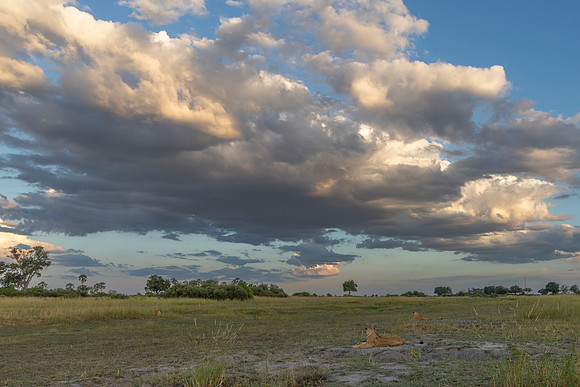 Lions are spread out at dusk on the lookout for the hunt