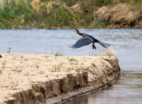 African Darter