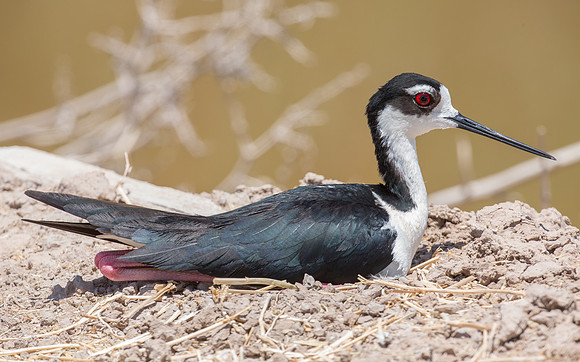 Black-necked Stilt