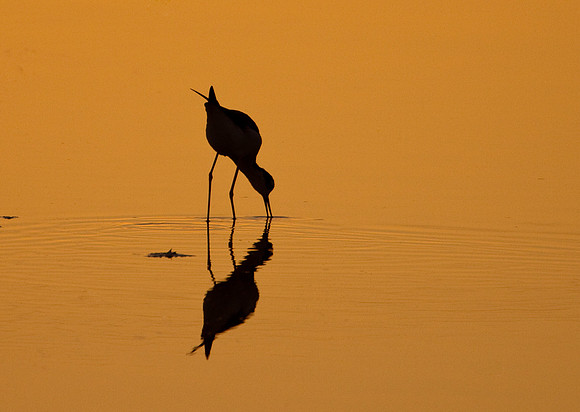 Black-necked Stilt