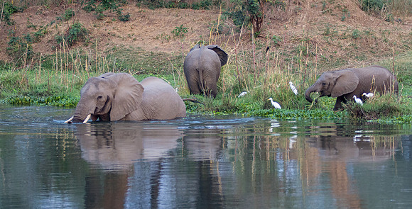 Elephant Crossing