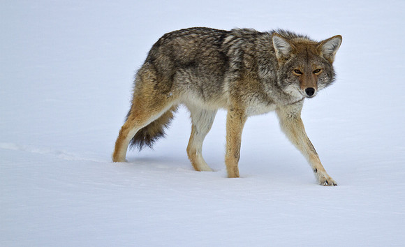 Coyote