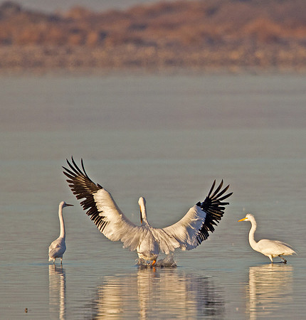 American White Pelican